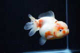 Yuan Bao Oranda  Calico 4 Inch (ID#307Yb10b-50) Free2Day SHIPPING