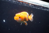 Juvenile Lionchu  Red White 3.5 Inch (ID#1018R11b-33) Free2Day SHIPPING