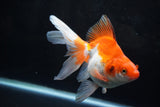 Ryukin Long Tail Red White 5 Inch (ID#1220Ry7b-4) Free2Day SHIPPING