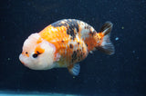 Milk Cow Ranchu  Calico 5 Inch (ID#415R10a-91) Free2Day SHIPPING