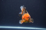 Short Body Thai Oranda  Tiger Calico 3.5 Inch (ID#1112To14b-63) Free2Day SHIPPING