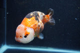 Milk Cow Ranchu  Calico 5 Inch (ID#415R10a-91) Free2Day SHIPPING