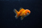Baby Thai Oranda  Red White 2 Inch (ID#224TPTA-86) Free2Day SHIPPING
