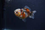 Yuan Bao Oranda  Calico 4 Inch (ID#0103Yb10b-70) Free2Day SHIPPING