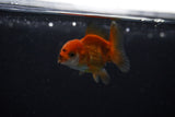 Baby Thai Oranda  Red White 2 Inch (ID#224TPTA-86) Free2Day SHIPPING