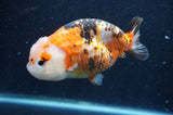 Milk Cow Ranchu  Calico 5 Inch (ID#415R10a-91) Free2Day SHIPPING