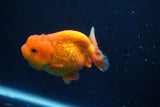 Juvenile Lionchu  Red White 3 Inch (ID#1018R11b-34) Free2Day SHIPPING