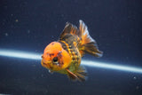 Short Body Thai Oranda  Tiger Calico 3.5 Inch (ID#1112To14b-63) Free2Day SHIPPING