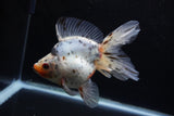 Ryukin Long Tail Calico 5 Inch (ID#1220Ry7b-5) Free2Day SHIPPING