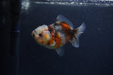 Yuan Bao Oranda  Calico 4 Inch (ID#0103Yb10b-70) Free2Day SHIPPING