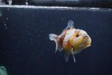 Yuan Bao Oranda  Calico 4 Inch (ID#0103Yb10b-70) Free2Day SHIPPING