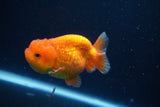 Juvenile Lionchu  Red White 3 Inch (ID#1018R11b-34) Free2Day SHIPPING