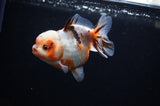 Yuan Bao Oranda  Calico 4 Inch (ID#307Yb10b-51) Free2Day SHIPPING