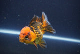 Short Body Thai Oranda  Tiger Calico 3.5 Inch (ID#1112To14b-63) Free2Day SHIPPING