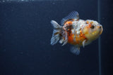 Yuan Bao Oranda  Calico 4 Inch (ID#0103Yb10b-70) Free2Day SHIPPING