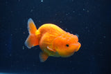 Juvenile Lionchu  Red White 3 Inch (ID#1018R11b-34) Free2Day SHIPPING