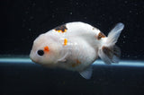 Milk Cow Ranchu  Calico 4.5 Inch (ID#415R10a-92) Free2Day SHIPPING