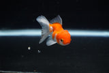 Baby Thai Oranda  Sakura 2.5 Inch (ID#224TPTA-87) Free2Day SHIPPING