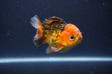 Short Body Thai Oranda  Tiger Calico 3.5 Inch (ID#1112To14b-63) Free2Day SHIPPING