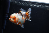 Yuan Bao Oranda  Calico 4 Inch (ID#307Yb10b-51) Free2Day SHIPPING