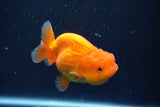 Juvenile Lionchu  Red White 3 Inch (ID#1018R11b-34) Free2Day SHIPPING