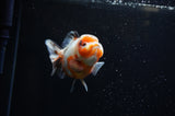 Yuan Bao Oranda  Calico 4 Inch (ID#307Yb10b-51) Free2Day SHIPPING
