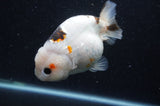 Milk Cow Ranchu  Calico 4.5 Inch (ID#415R10a-92) Free2Day SHIPPING