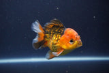 Short Body Thai Oranda  Tiger Calico 3.5 Inch (ID#1112To14b-63) Free2Day SHIPPING