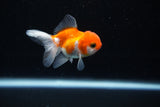 Baby Thai Oranda  Sakura 2.5 Inch (ID#224TPTA-87) Free2Day SHIPPING