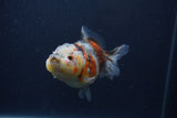 Yuan Bao Oranda  Calico 4 Inch (ID#0103Yb10b-70) Free2Day SHIPPING