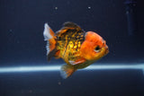 Short Body Thai Oranda  Tiger Calico 3.5 Inch (ID#1112To14b-63) Free2Day SHIPPING