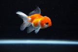 Baby Thai Oranda  Sakura 2.5 Inch (ID#224TPTA-87) Free2Day SHIPPING