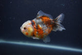 Yuan Bao Oranda  Calico 4 Inch (ID#0103Yb10b-70) Free2Day SHIPPING