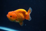 Juvenile Lionchu  Red White 3 Inch (ID#1018R11b-34) Free2Day SHIPPING