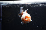 Yuan Bao Oranda  Calico 4 Inch (ID#307Yb10b-51) Free2Day SHIPPING