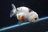 Milk Cow Ranchu  Calico 4.5 Inch (ID#415R10a-92) Free2Day SHIPPING