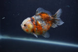 Yuan Bao Oranda  Calico 4 Inch (ID#0103Yb10b-70) Free2Day SHIPPING