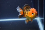 Short Body Thai Oranda  Tiger Calico 3.5 Inch (ID#1112To14b-63) Free2Day SHIPPING