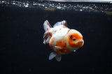 Yuan Bao Oranda  Calico 4 Inch (ID#307Yb10b-51) Free2Day SHIPPING