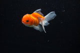 Baby Thai Oranda  Sakura 2.5 Inch (ID#224TPTA-87) Free2Day SHIPPING