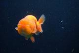 Juvenile Lionchu  Red White 3 Inch (ID#1018R11b-34) Free2Day SHIPPING