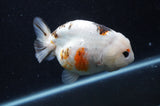 Milk Cow Ranchu  Calico 4.5 Inch (ID#415R10a-92) Free2Day SHIPPING