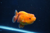 Juvenile Lionchu  Red White 3 Inch (ID#1018R11b-34) Free2Day SHIPPING