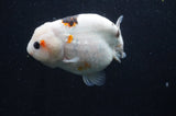 Milk Cow Ranchu  Calico 4.5 Inch (ID#415R10a-92) Free2Day SHIPPING