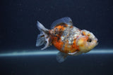 Yuan Bao Oranda  Calico 4 Inch (ID#0103Yb10b-70) Free2Day SHIPPING