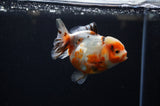 Yuan Bao Oranda  Calico 4 Inch (ID#307Yb10b-51) Free2Day SHIPPING