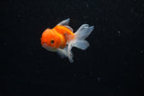 Baby Thai Oranda  Sakura 2.5 Inch (ID#224TPTA-87) Free2Day SHIPPING