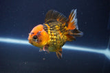 Short Body Thai Oranda  Tiger Calico 3.5 Inch (ID#1112To14b-63) Free2Day SHIPPING