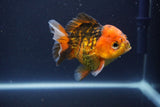 Short Body Thai Oranda  Tiger Calico 3.5 Inch (ID#1112To14b-63) Free2Day SHIPPING