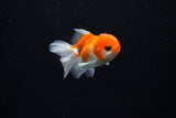 Baby Thai Oranda  Sakura 2.5 Inch (ID#224TPTA-87) Free2Day SHIPPING